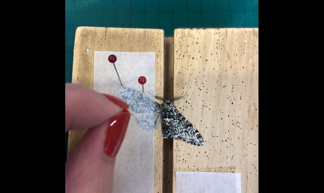 A person pinning the left wing of a black and white moth onto a wooden board.
